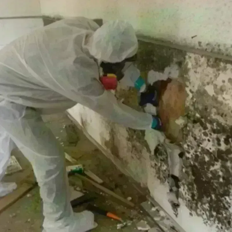 Mold Remediation and Removal in Statesville, NC